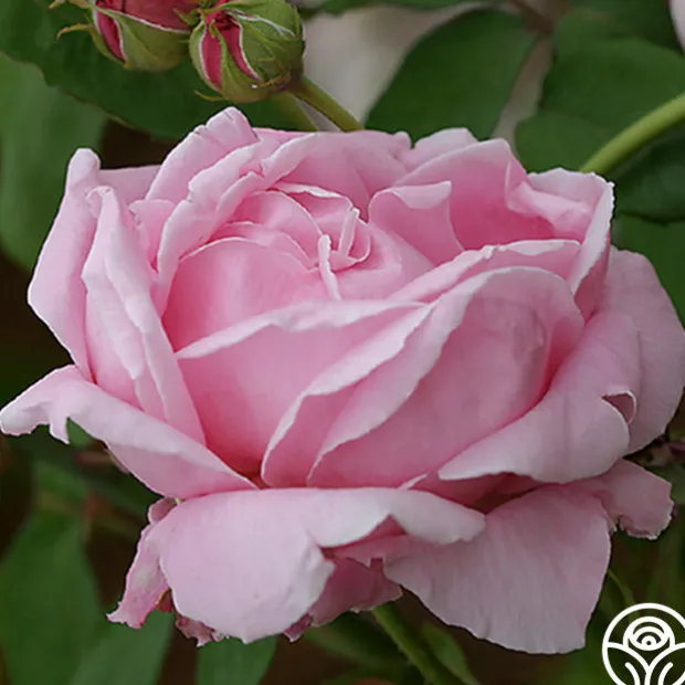 CL Mme Caroline Testout