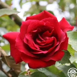 CL Étoile de Hollande