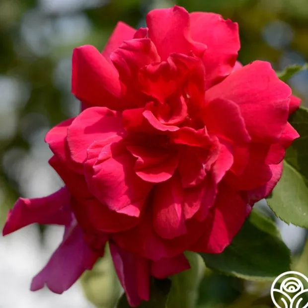 CL Étoile de Hollande