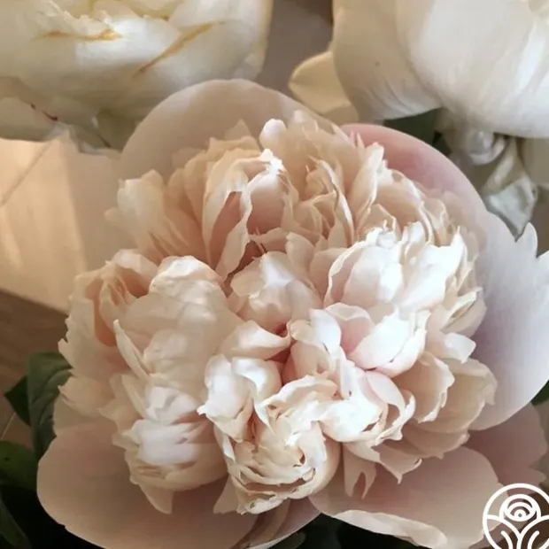 Colonel Owen Cousins