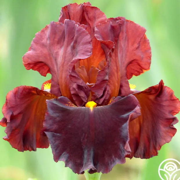 Continuous Bloom Romantic Cottage Bundle