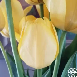 Continuous Bloom Romantic Cottage Bundle