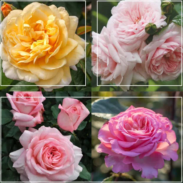 Cottage Garden Collection II