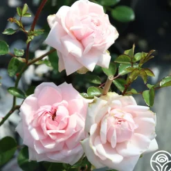 Cottage Garden Collection II