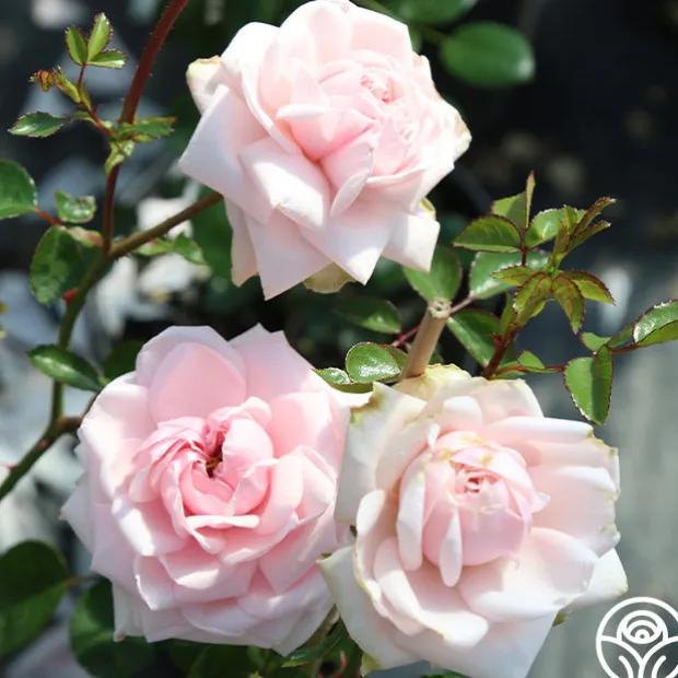 Cottage Garden Collection II