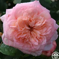 Cottage Garden Collection II