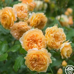 Crown Princess Margareta®