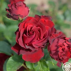 Dancing in the Dark™