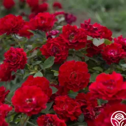 Dancing in the Dark™