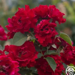 Dancing in the Dark™