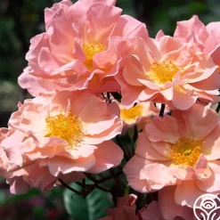 Dancing In The Wind™