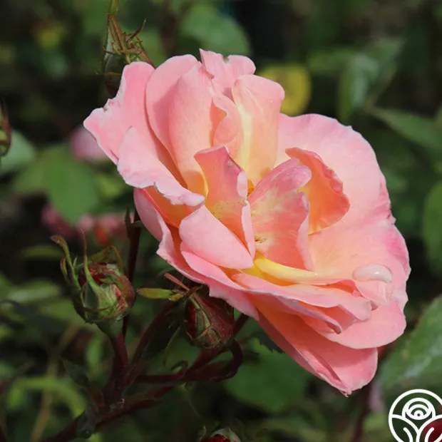 Dancing In The Wind™