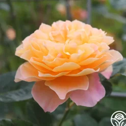 Desert Tones Bouquet Collection