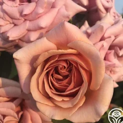 Desert Tones Bouquet Collection