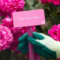 Disneyland Rose® Stake