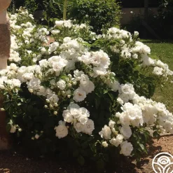 Dominique Loiseau ®