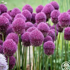 Drumstick Allium