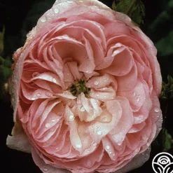 Duchesse de Montebello