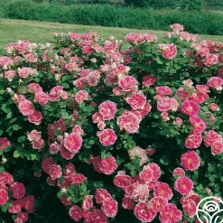 Effortless Collection