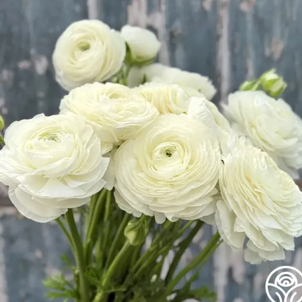 Elegance Bianco 200b