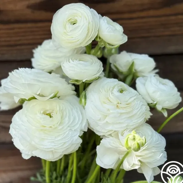 Elegance Bianco 200b