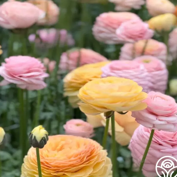 Elegance Pastello La Dolce Vita Mix