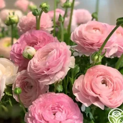 Elegance Rosa Chiaro