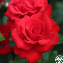 Eleganza® Grande Amore