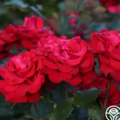 Eleganza® Grande Amore