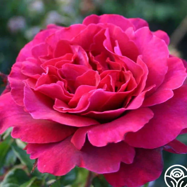 Eleganza® Gypsy Soul