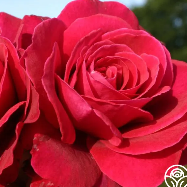 Eleganza® Gypsy Soul