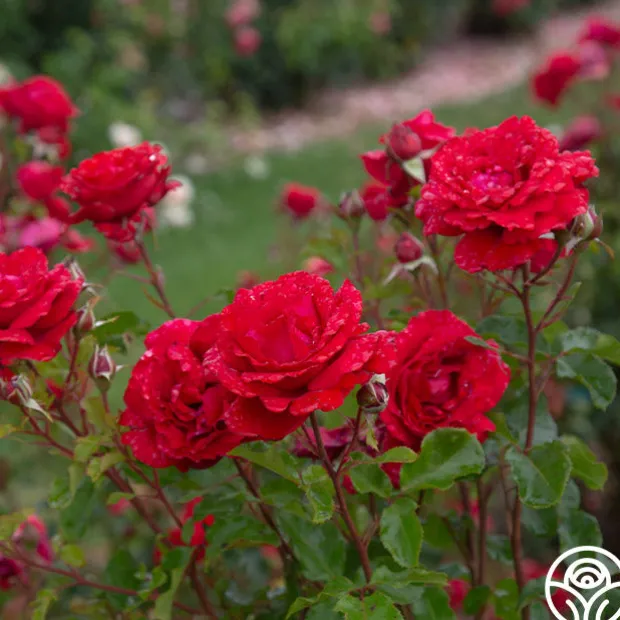 Eleganza® Heart Song™