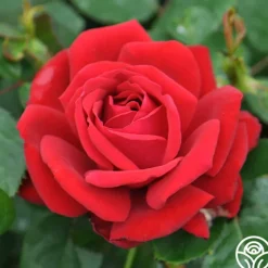 Eleganza® Heart Song™