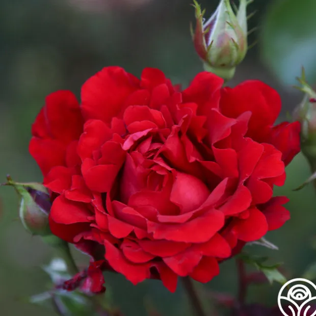 Eleganza® Heart Song™