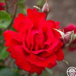 Eleganza® Heart Song™