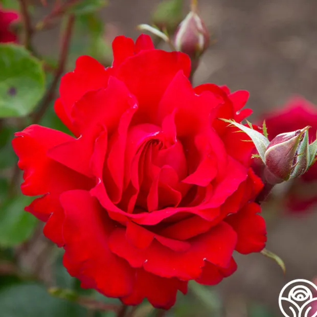 Eleganza® Heart Song™