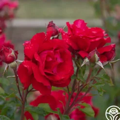 Eleganza® Heart Song™