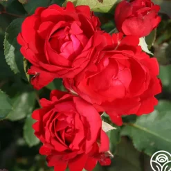 Eleganza® Heart Song™