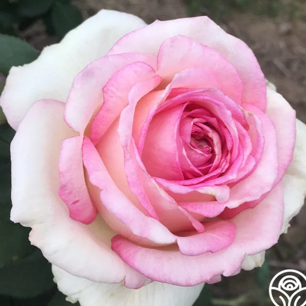 Eleganza® Pink Enchantment®