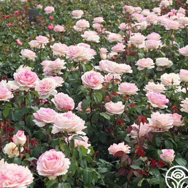 Eleganza® Pink Enchantment®