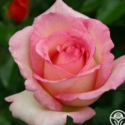 Eleganza® Pink Enchantment®