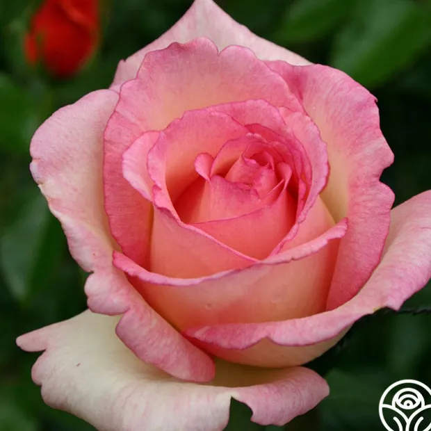 Eleganza® Pink Enchantment®