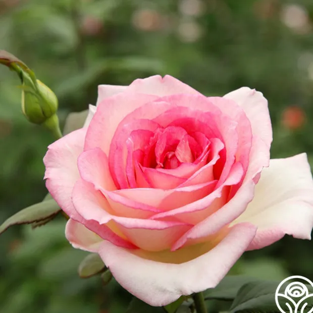 Eleganza® Pink Enchantment®