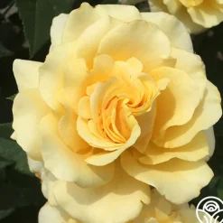 Eleganza® Sunny Sky