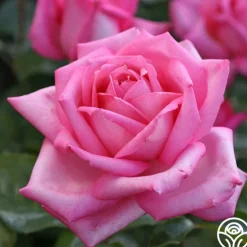 Eleganza® Wedding Bells™