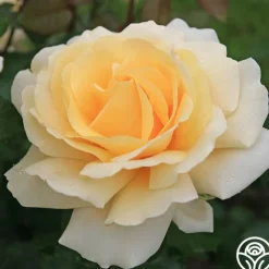 Eleganza® Winter Sun