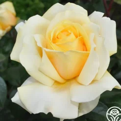 Eleganza® Winter Sun