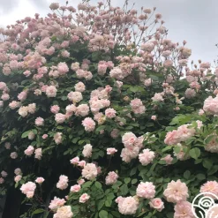 Everblooming Cl Cécile Brünner™