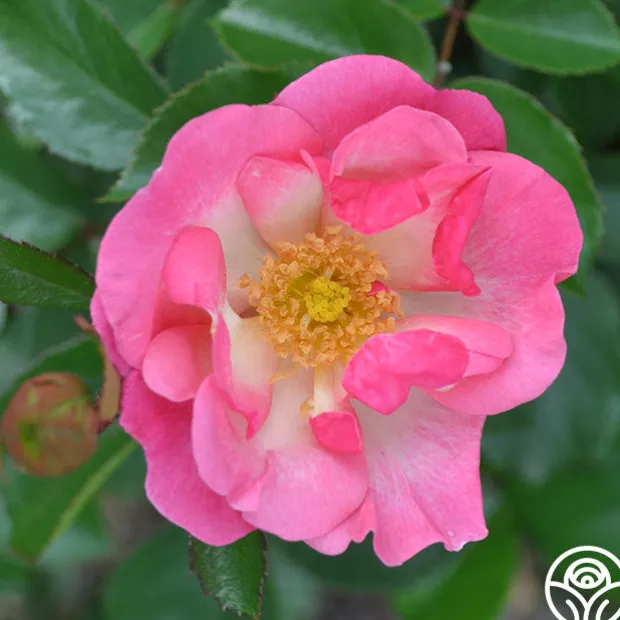 Fashion Statement™