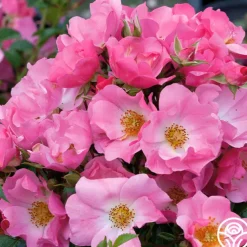 Forever & Ever® Pink